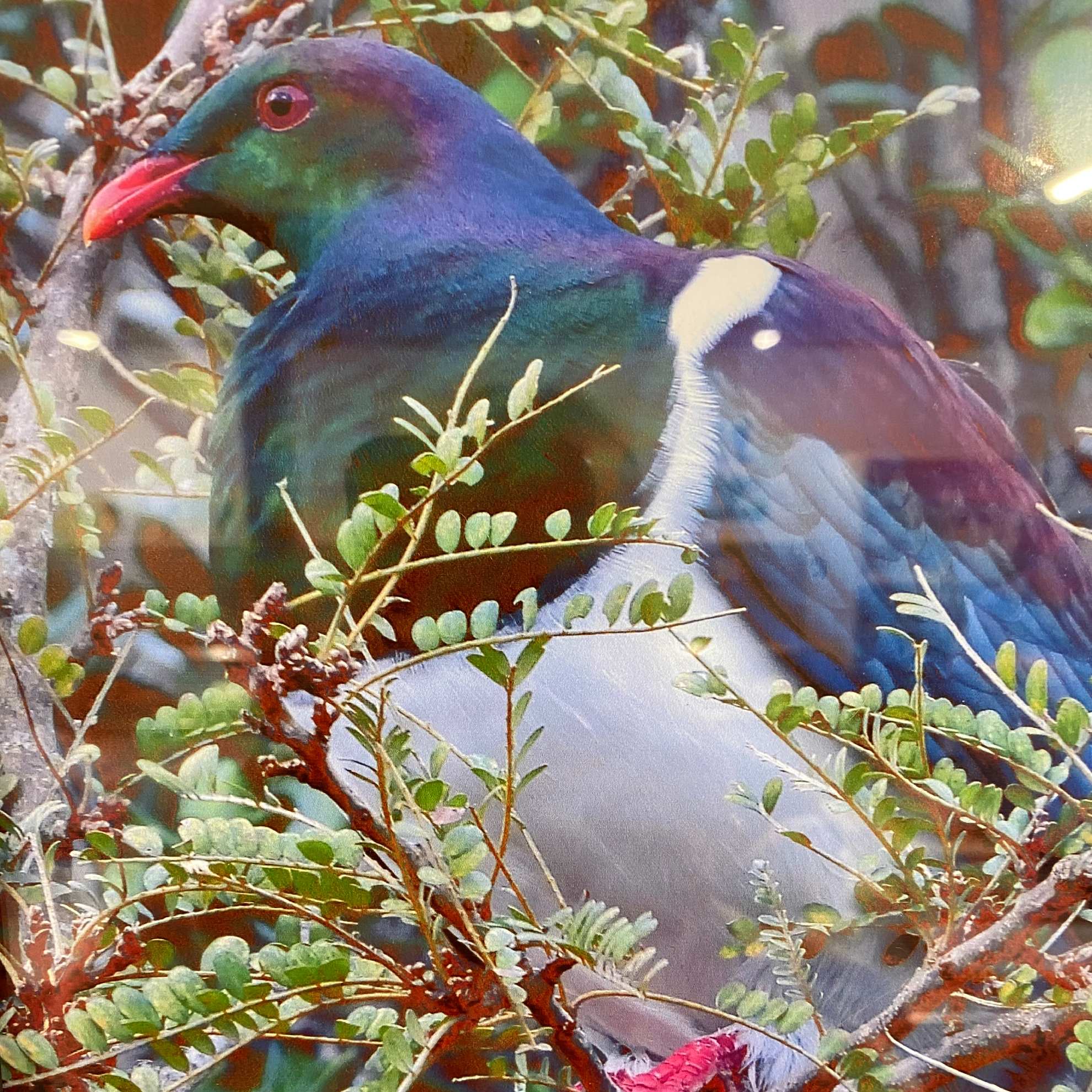 Kereru Natural Products Gift Voucher